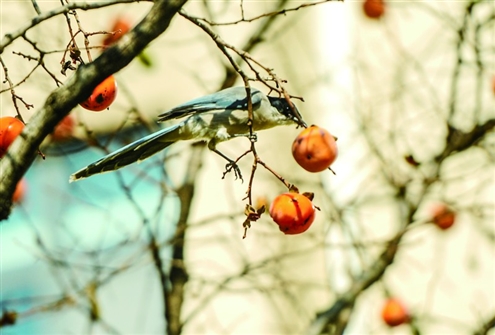 鸟儿在枝头享受惬意暖阳